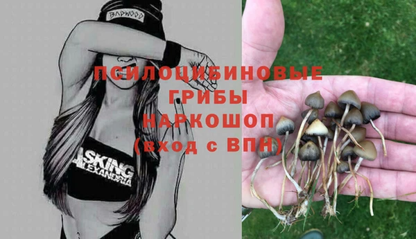 ГАЛЛЮЦИНОГЕННЫЕ ГРИБЫ Аркадак